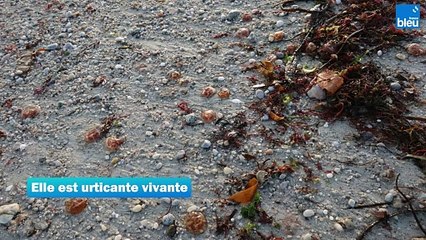 Méduses en Bretagne