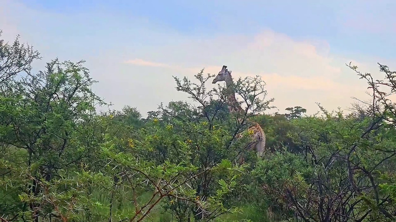 Âm nhạc thư giãn trị liệu với cảnh đẹp nhân gian - Những khoảnh khắc tuyệt vời nơi hoang dã