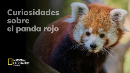 Curiosidades sobre panda rojo