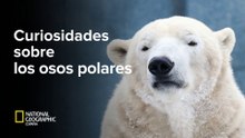 Curiosidades de los osos polares