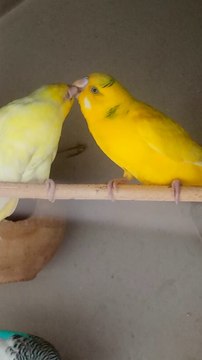 Bird parrot talking kissing