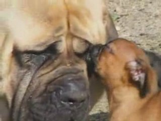 Big Bisous - Griffon belge et Petit Branbançon et mastiff