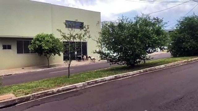 Carneiros soltos na região próxima ao Cemitério de Umuarama causa preocupação a condutores