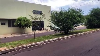 Carneiros soltos na região próxima ao Cemitério de Umuarama causa preocupação a condutores
