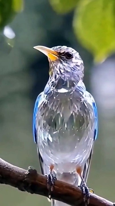 little glass bird