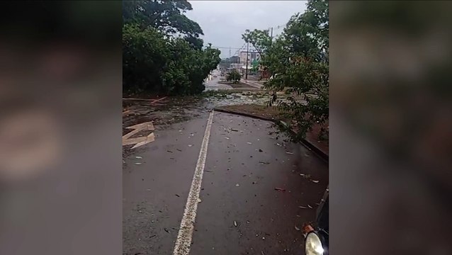Temporal causa estragos na Avenida Piquiri: árvore e poste caem e interditam via