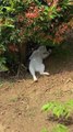 Cat Relaxes Under Tree's Shadow