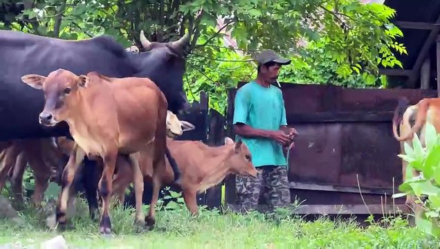 Video of cute tame cows roaming the fields and returning to the barn - Cow sounds