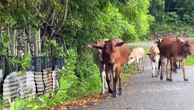 Video of Leading a Tame Cow to the Farm Pen Livestock Cows - The Sound of the Shepherd's Cows