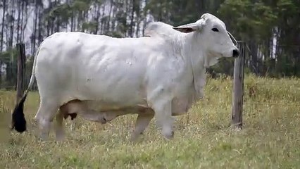 Miss W2R 989 > WRRB989