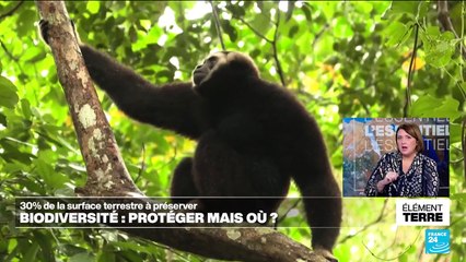 COP16 : préserver 30 % des terres et des mers, mais où ?
