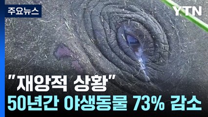 "재앙적 상황"...50년간 야생동물 73% 사라져 / YTN