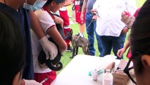 Llevará San Buenaventura brigada masiva de mascotas