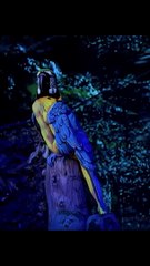 Magic  Shorts video funny scene #short #magic #Comedy #reel #taylent