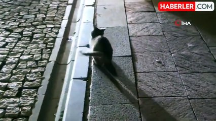 Kedinin Farenin Peşindeki Eğlenceli Anları