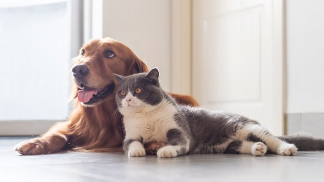 C7-seguros-mascotas-241024