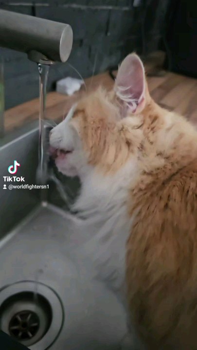 drole de chat