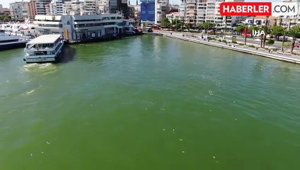 İzmir Körfezi'nde Balık Ölümleri Dünya Rekoru Kırdı