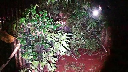 Bombeiros podam árvore na Avenida das Pombas após temporal 