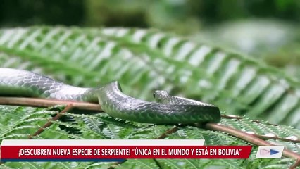 DESCUBREN NUEVA ESPECIE DE SERPIENTE EN BOLIVIA