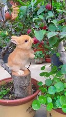 Rabbit love cherries