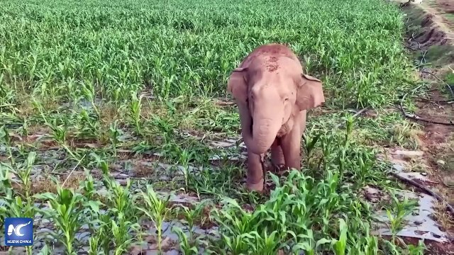 De Kunming a Cali: historias de A-Bao y Jamana