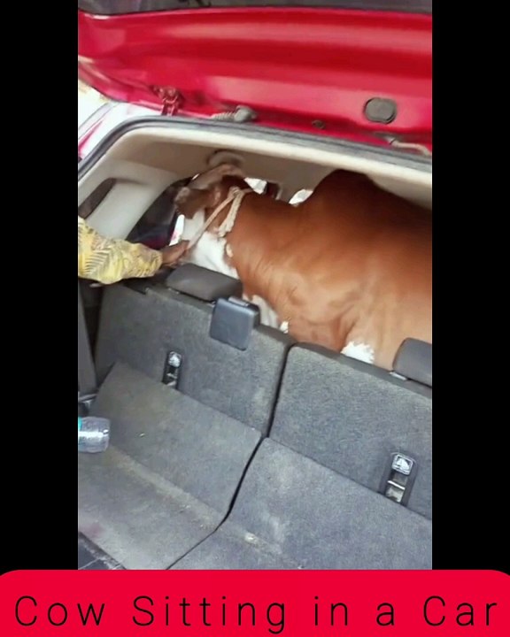 Cow Sitting in a Car