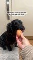 Black Cocker Spaniel Puppy Plays Around With Egg