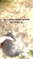 Stray Cat Abandons Kitten in Yard