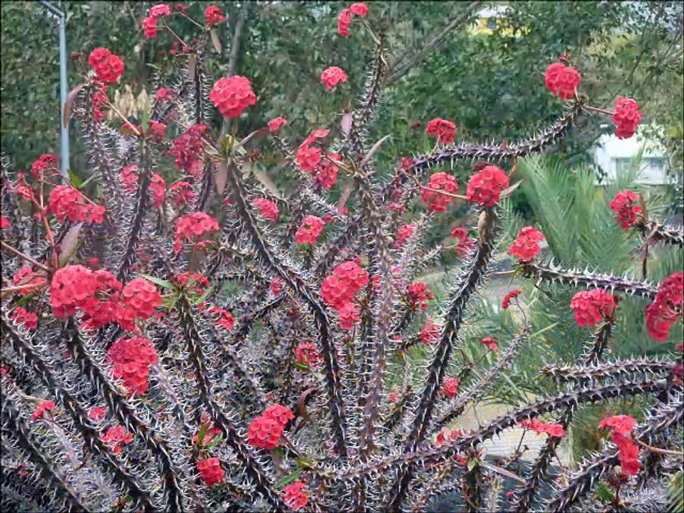 Fleurs en hiver sur l'île de La Réunion