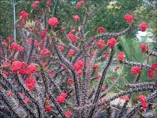 Fleurs en hiver sur l'île de La Réunion
