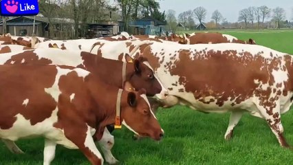 How Butter is Made in a Factory | Butter Factory Process