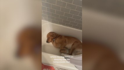 Este Golden Retriever recibe una cama para perros de lujo y su “agradecimiento” sorprende a medio mundo