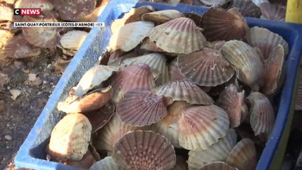Les coquilles Saint-Jacques ont rarement été aussi abondantes