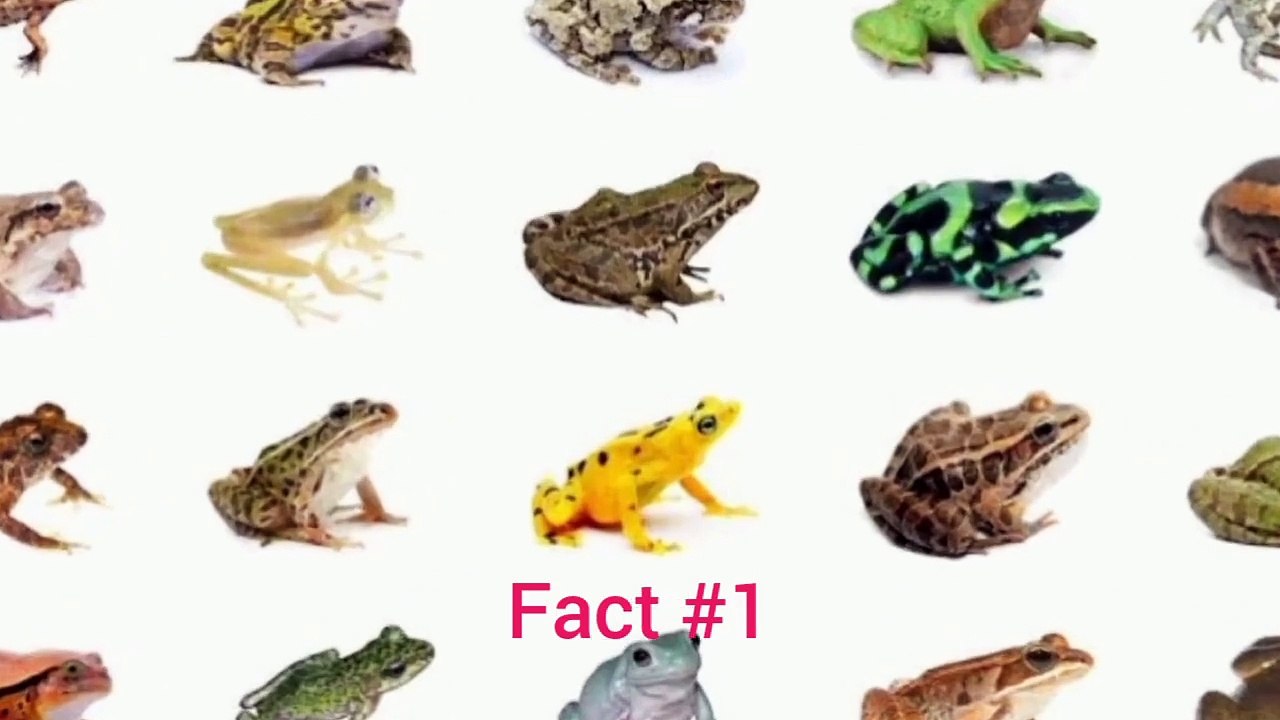 interesting facts about frogs | مینڈک کے بارے میں دلچسپ حقائق جو آپ نہیں جانتے | frogs | maindak