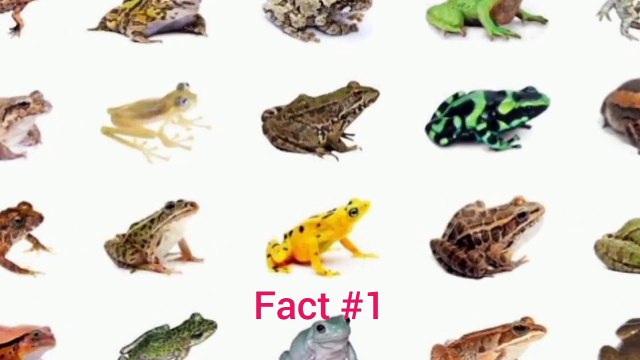 interesting facts about frogs | مینڈک کے بارے میں دلچسپ حقائق جو آپ نہیں جانتے | frogs | maindak