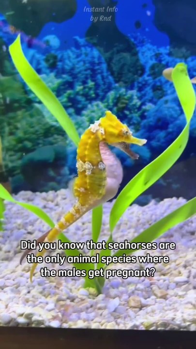 Did You Know? Male Seahorses Are the Only Pregnant Males in the Animal Kingdom