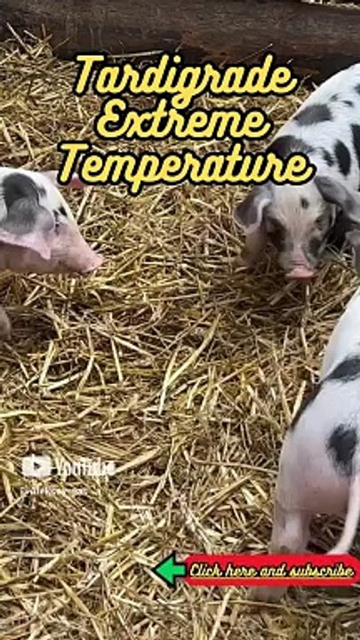 Animal Facts     Tardigrade Extreme Temperature     #shorts