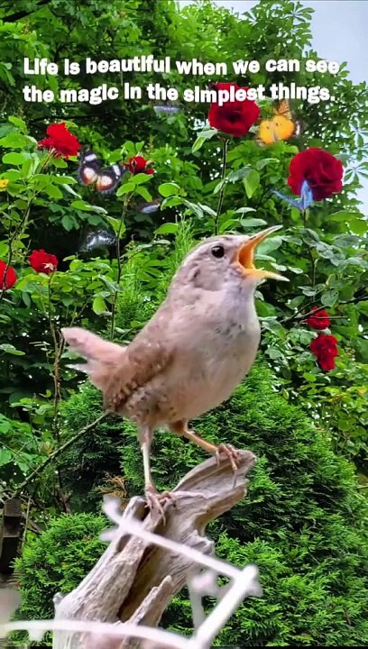 Indahnya Dunia Dengan suara alam