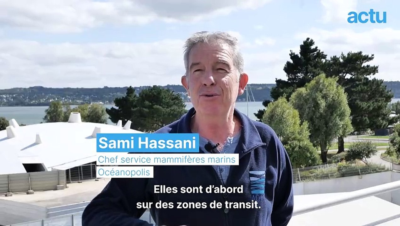 Les baleines de plus en plus présentes sur les côtes bretonnes