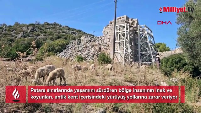 Patara'ya inek tehdidi: Antik kent içerisindeki yürüyüş yollarına zarar veriyor