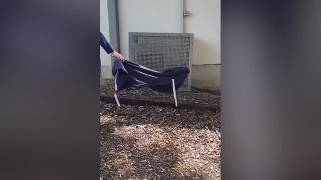 Una de las serpientes más venenosas del mundo invade el colegio y la seguridad de los niños recae en sus manos