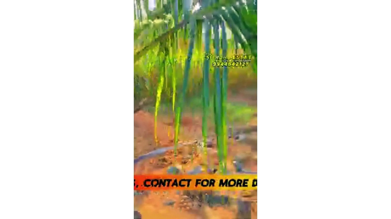 10 Acre Coconut Farm for Sale: Prime Location with Irrigation & Utilities – 35 Lakhs/Acre