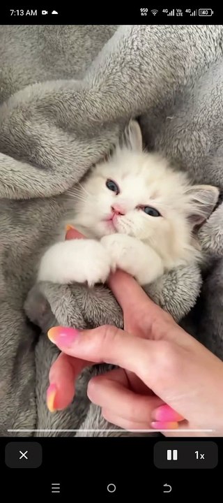 Cats awoke up