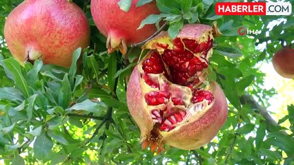 Gaziantep'te Çiftçiler Nar Hasadına Hazırlanıyor