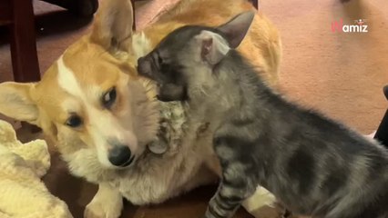 Ce bébé hyène rejeté par sa mère s'approche du Corgi : 5,7M de personnes manquent de s'étouffer (vidéo)