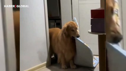 Korktuğu zaman sahibinin odasına yatağı ile gelen köpeğin görüntüleri güldürdü