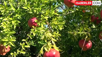 İnhisar'da Nar Hasadı Başladı: Rekolte ve Lezzet Yüksek