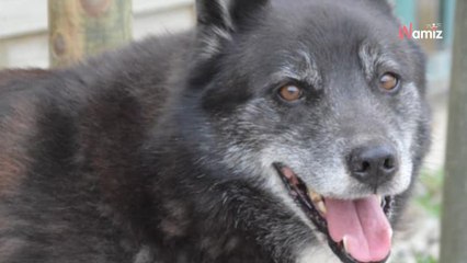 Après le décès de son maître, ce chien vivait dans ses déjections sur un balcon, avec peu de nourriture