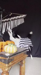 Télécharger la video: Dog Plays Bar Chimes With Halloween Props